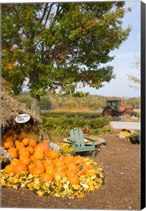 Framed Gourds at the Moulton Farmstand, Meredith, New Hampshire Print