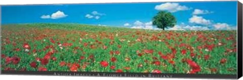 Framed Flower Field in Brittany Print