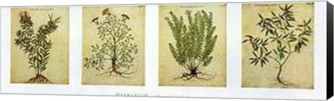 Framed Herbarium II Print