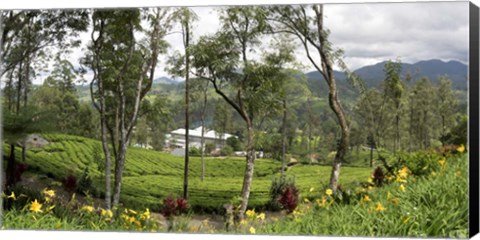 Framed Norwood Tea Factory, Sri Lanka Print