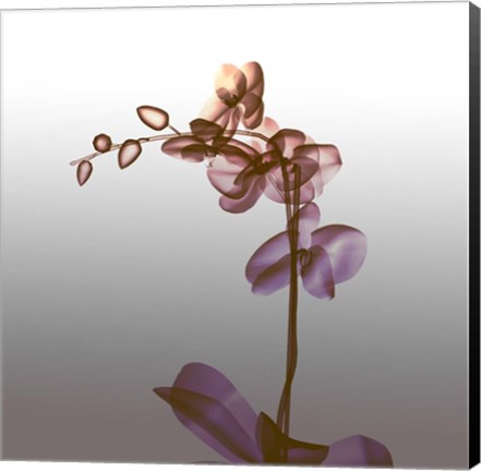 Framed Ombre Orchid X-Ray Print