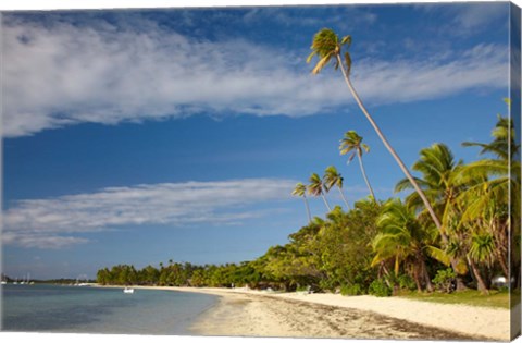 Framed Beach and palm trees, Plantation Island Resort, Fiji Print