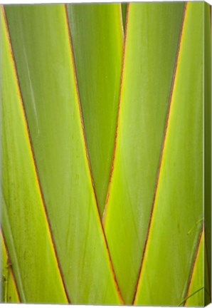 Framed Palm frond pattern, Coral Coast, Viti Levu, Fiji Print