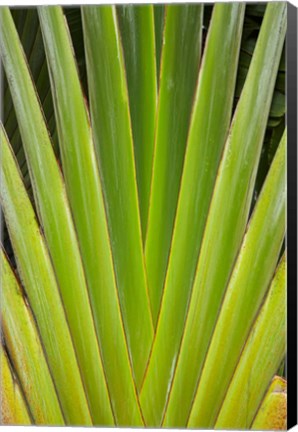 Framed Palm frond pattern, Fiji Print