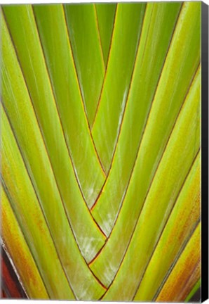 Framed Palm frond pattern, Coral Coast,  Fiji Print