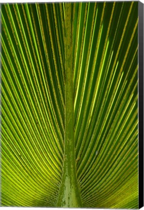 Framed Palm frond, Nadi, Viti Levu, Fiji Print