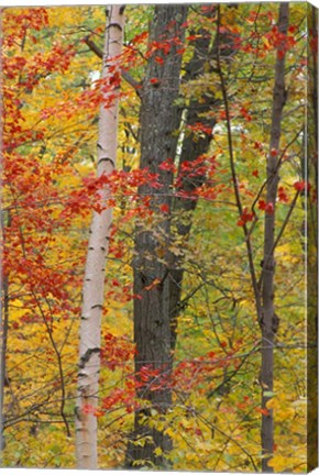 Framed Fall in a Mixed Deciduous Forest in Litchfield Hills, Kent, Connecticut Print