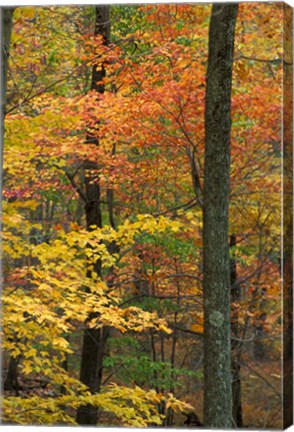 Framed Oak-Hickory Forest in Litchfield Hills, Connecticut Print