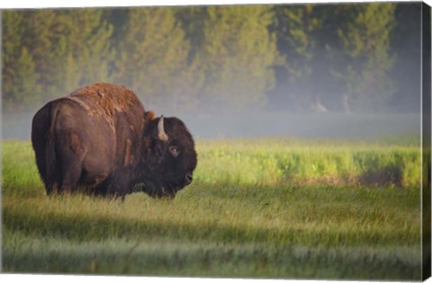 Framed Bison In Morning Light Print