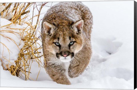 Framed Sneaky Cougar Print