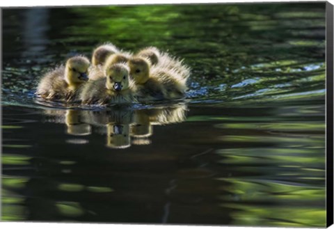 Framed Cute Baby Canada Geese Print