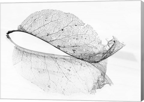 Framed Old Leaf Print