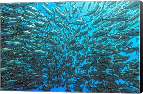 Framed Splitted School Of Jackfish Print