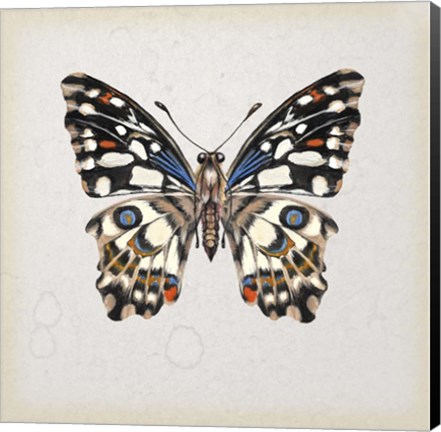 Framed Butterfly Study II Print