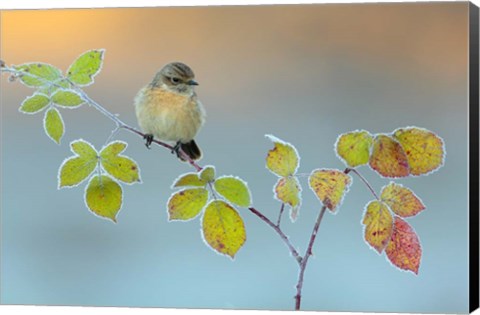 Framed Winter Colors Print