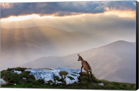 Framed Chamois In Piatra Craiului Romania Print