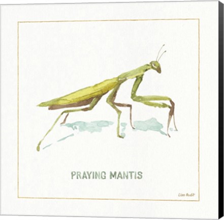 Framed My Greenhouse Praying  Mantis Print