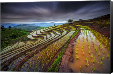 Framed Unseen Rice Field Print