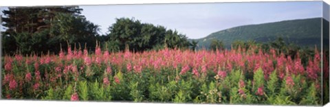 Framed Purple Loosestrife Flowers in a Field, Forillon National Park, Quebec, Canada Print