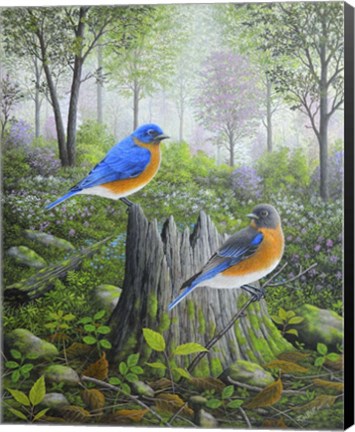 Framed Spring Bluebirds Print