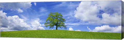 Framed Oak and clouds, Bavaria, Germany Print