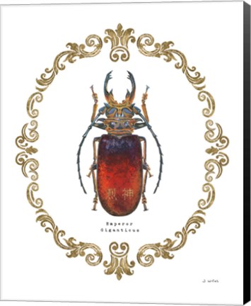 Framed Adorning Coleoptera I Print