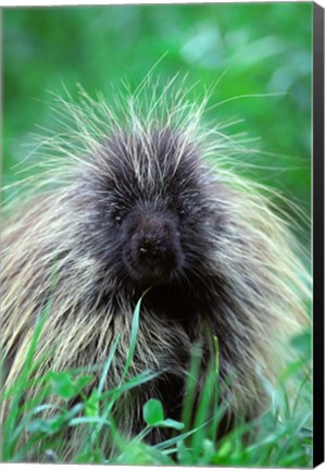 Framed North American Porcupine Erethizon Dorsatum Print