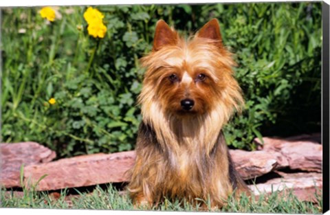 Framed Australian Terrier In Front Of Flowers Print