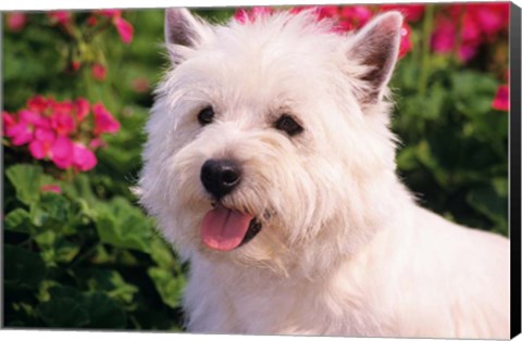 Framed West Highland Terrier Head Shot Print