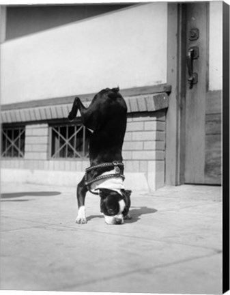 Framed 1930s Boston Terrier Performing Trick Print