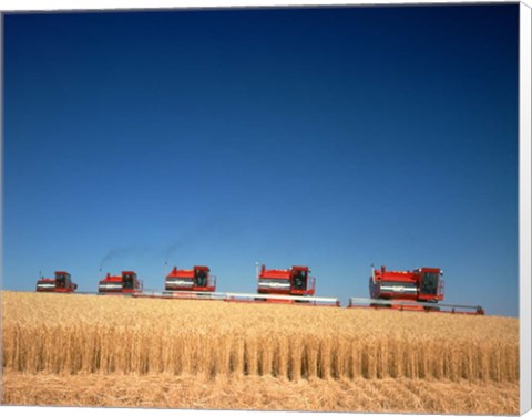 Framed 1970s Five Massey Ferguson Combines Harvesting Wheat Nebraska Usa Print