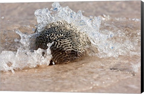 Framed Waves Crashing on a Piece of Coral, Culebra Island, Puerto Rico Print