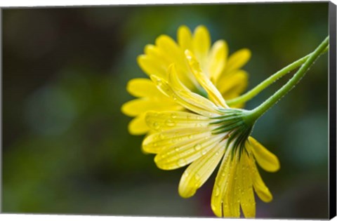 Framed Close-Up of Raindrops on Voltage Yellow African Daisy Flowers, Florida Print