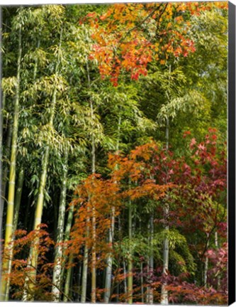 Framed Fall Foliage Print