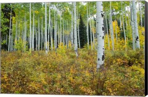 Framed Aspen Trees in Maroon Creek Valley, Aspen, Colorado Print