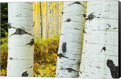 Framed Detail of Aspen Tree, Colorado Print