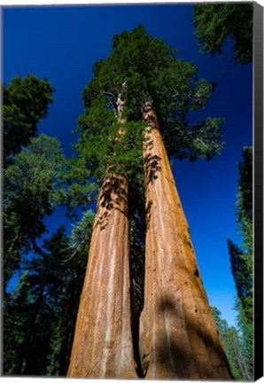 Framed Giant Sequoia Tree in a Forest, Sequoia National Park, California Print