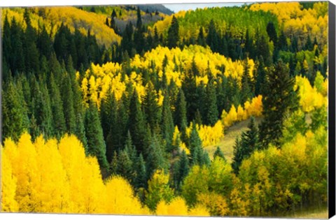 Framed Elevated View of Aspen trees, Maroon Creek Valley, Aspen, Colorado Print