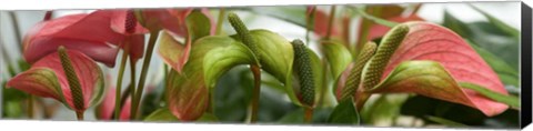 Framed Close-up of Anthurium Plant Print