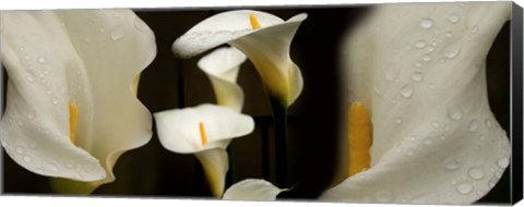 Framed Close-up of Calla Lily Flowers Print