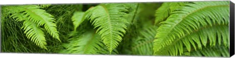 Framed Close-up of Ferns Print