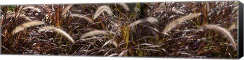 Framed Close-up of Ornamental Grass Print