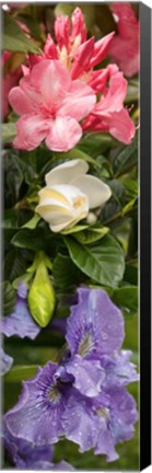 Framed Close-up of Rhododendron and Iris flowers Print