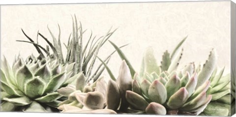 Framed Soft Succulents II Print