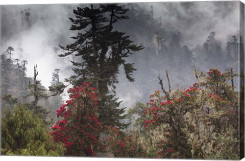 Framed Rhododendron in Bloom, Paro Valley, Bhutan Print