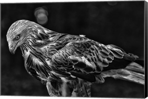 Framed Red Kite Looking Down - Black &amp; White Print