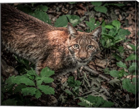 Framed Lynx Looking Up Print