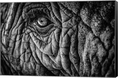 Framed Elephant Close Up II - Black &amp; White Print