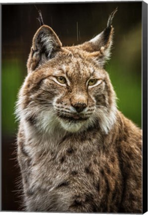 Framed Lynx in the Rain Print