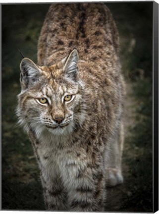 Framed Young Lynx Looking Up Print